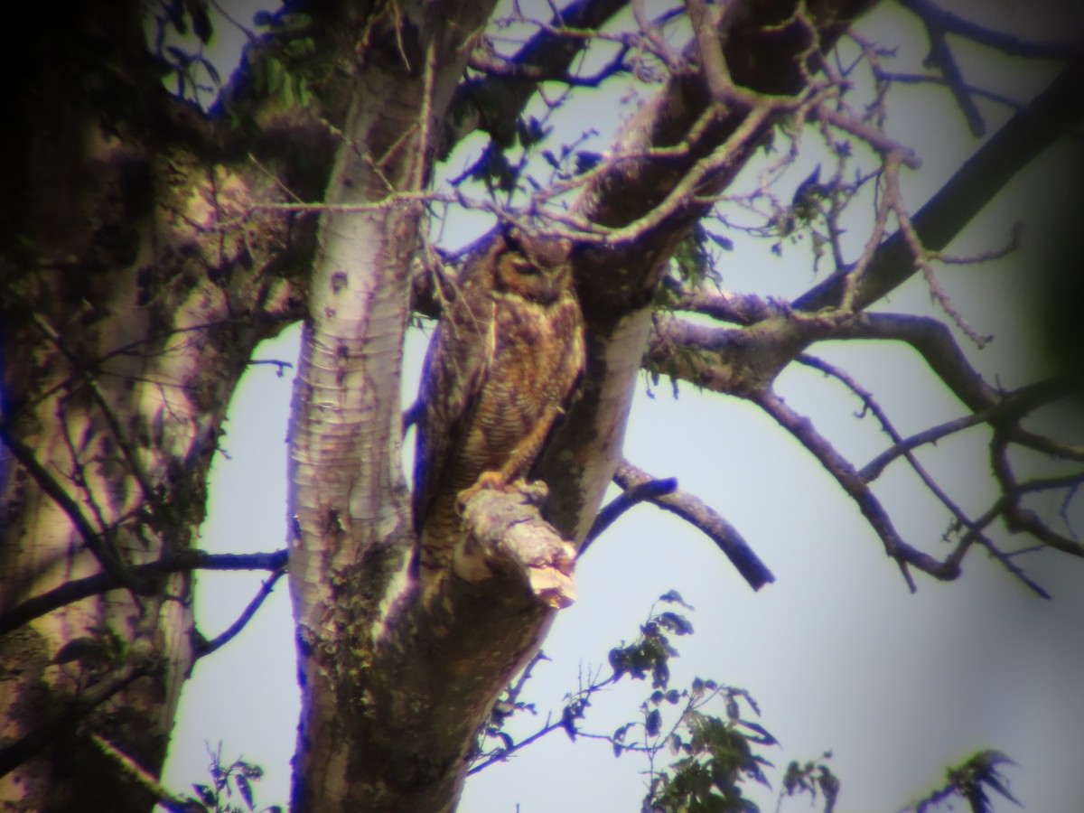 Great Horned Owl - ML620647500