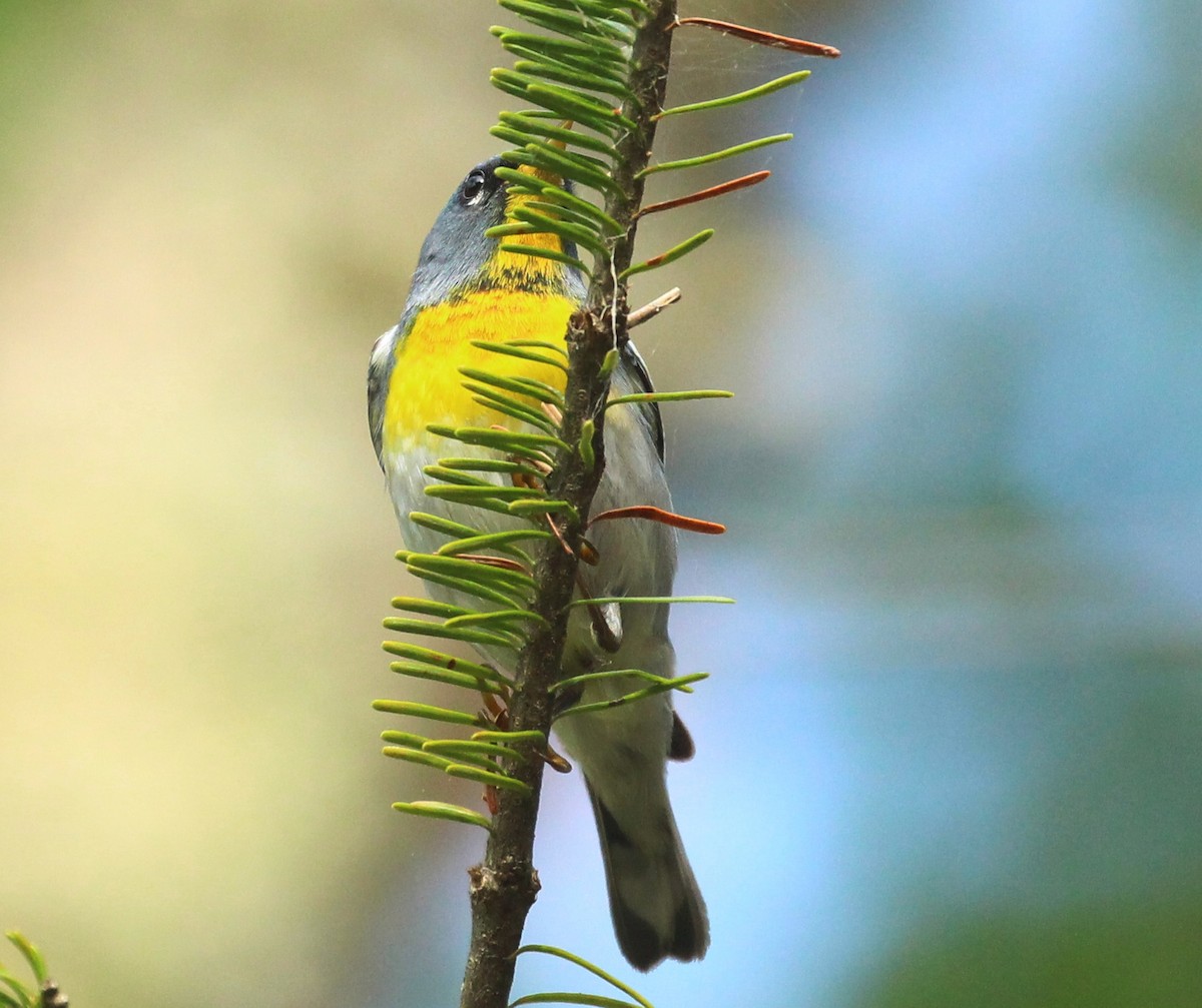 Paruline à collier - ML620647501