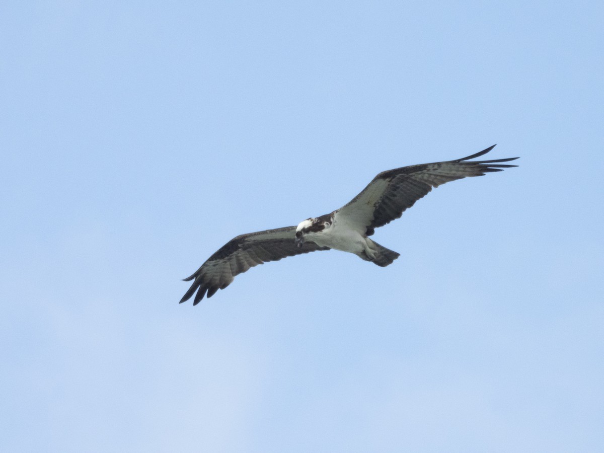 Balbuzard pêcheur - ML620647506