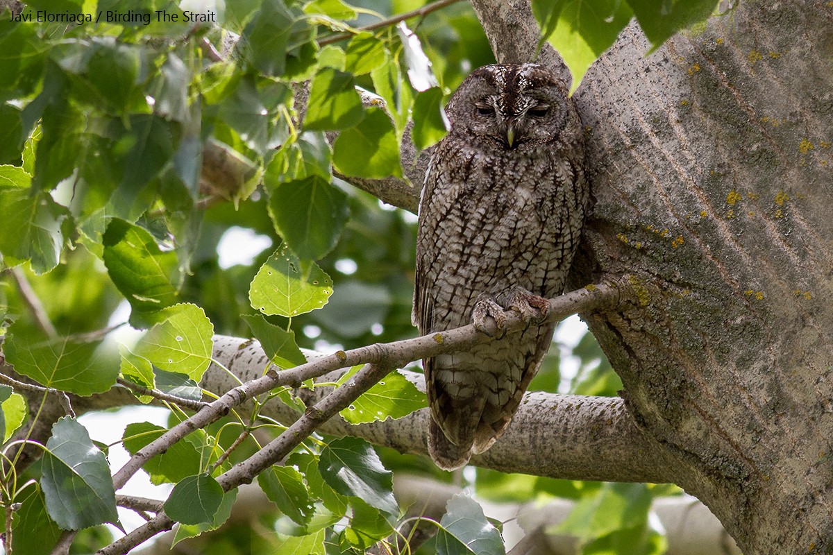 Tawny Owl (Maghreb) - ML62064751