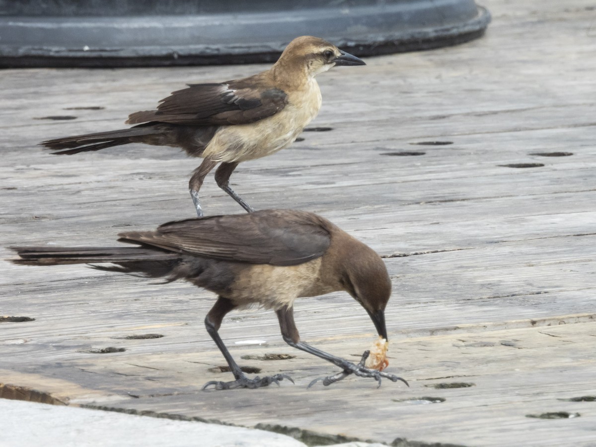 Boat-tailed Grackle - ML620647511