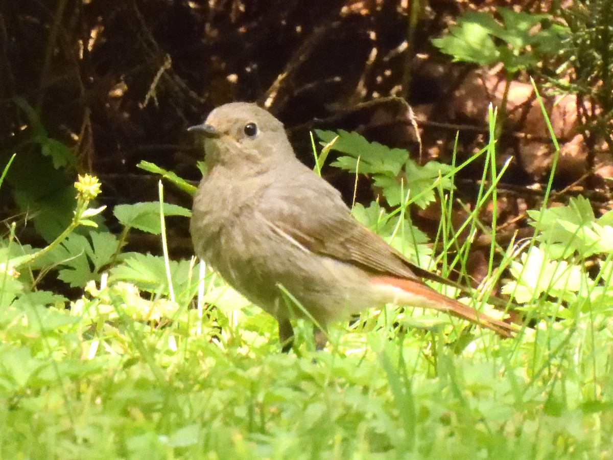 Black Redstart - ML620647516