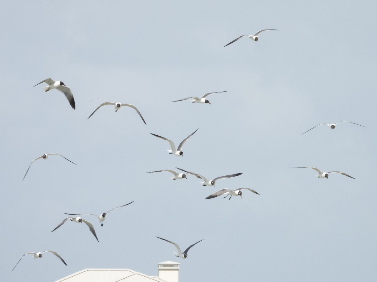 Laughing Gull - ML620647519