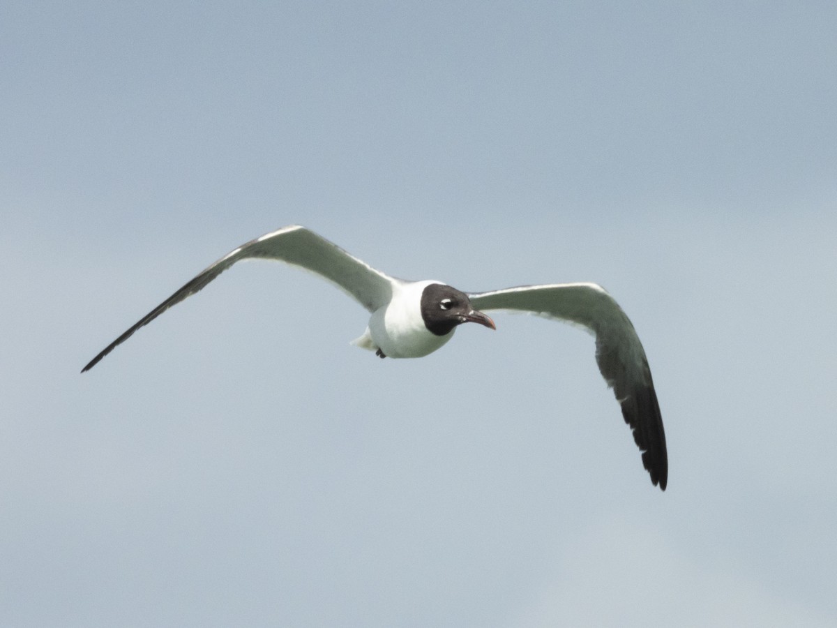 Laughing Gull - ML620647520