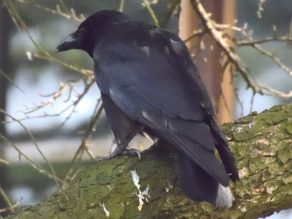 Carrion Crow - ML620647527