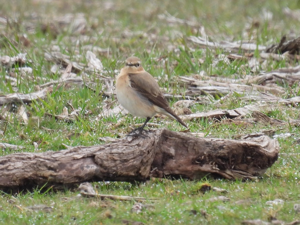 Northern Wheatear - ML620647529