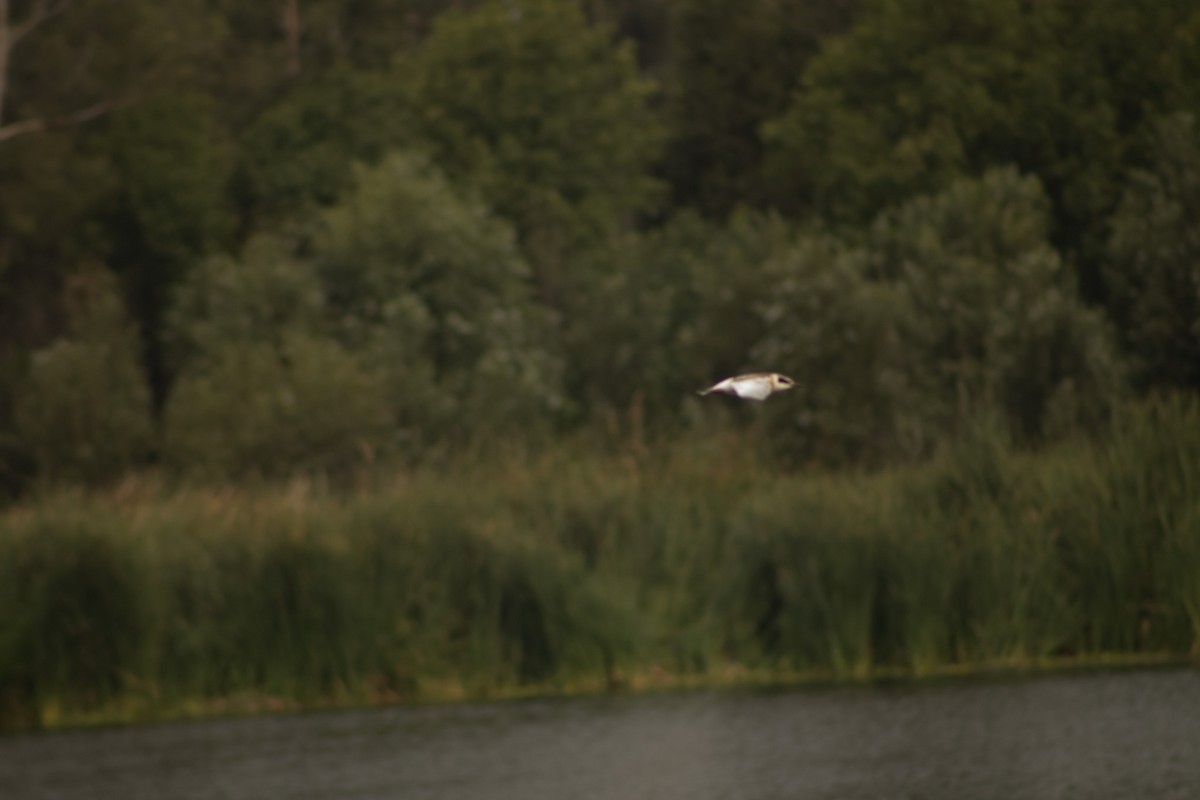 Forster's Tern - ML620647530