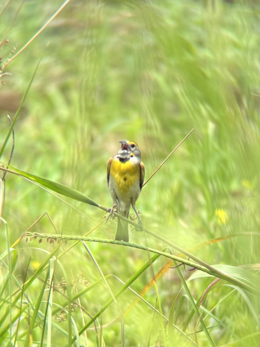 Dickcissel d'Amérique - ML620647531