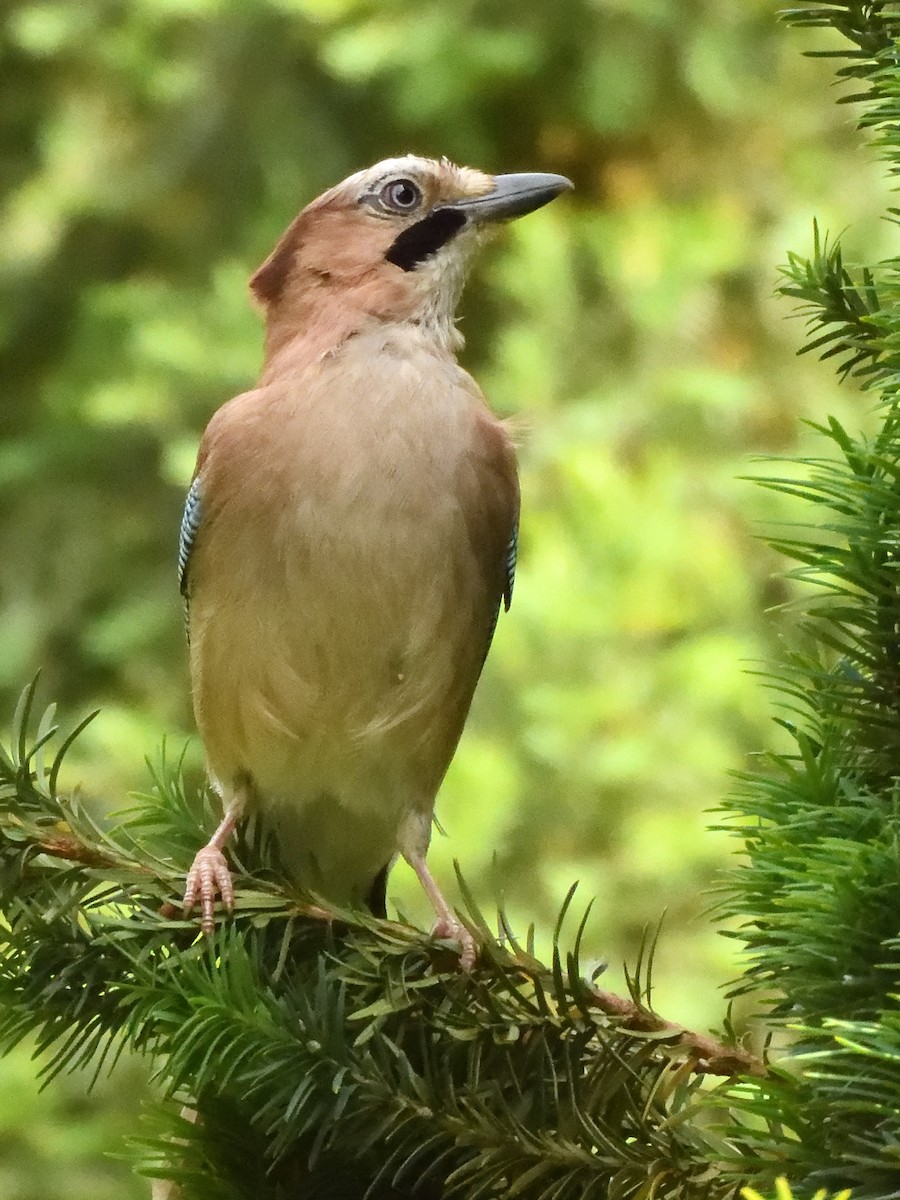 Eurasian Jay - ML620647533