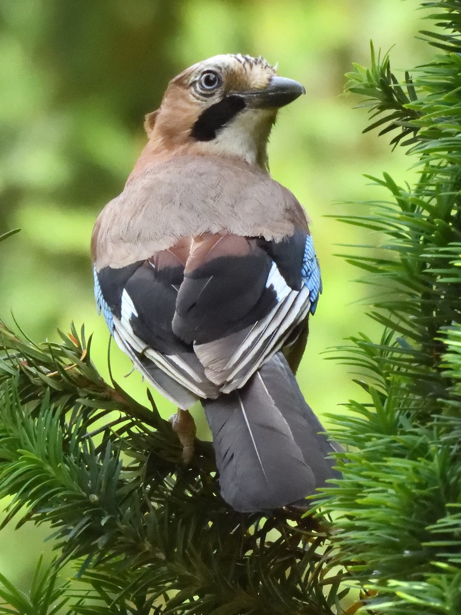 Eurasian Jay - ML620647534