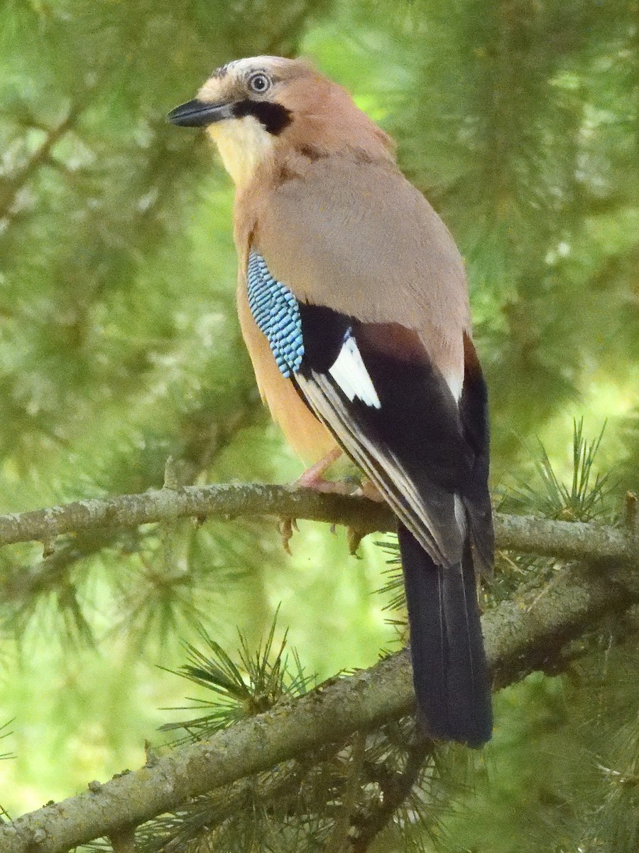 Eurasian Jay - ML620647536