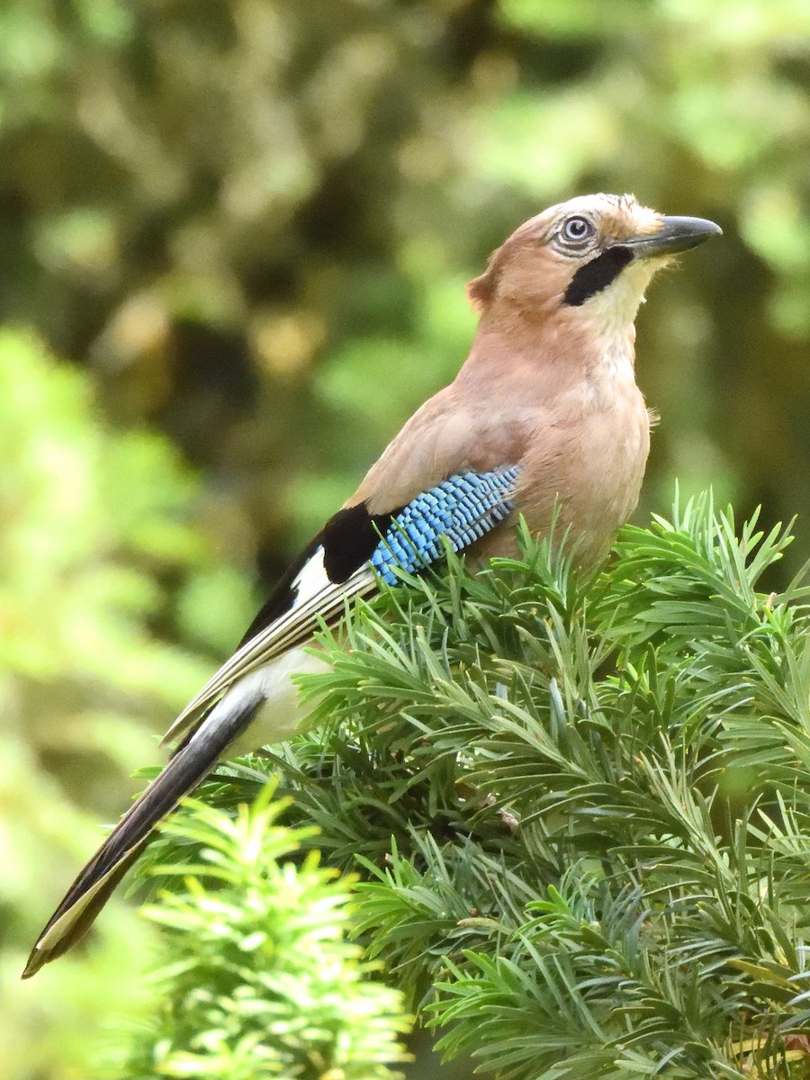 Eurasian Jay - ML620647537