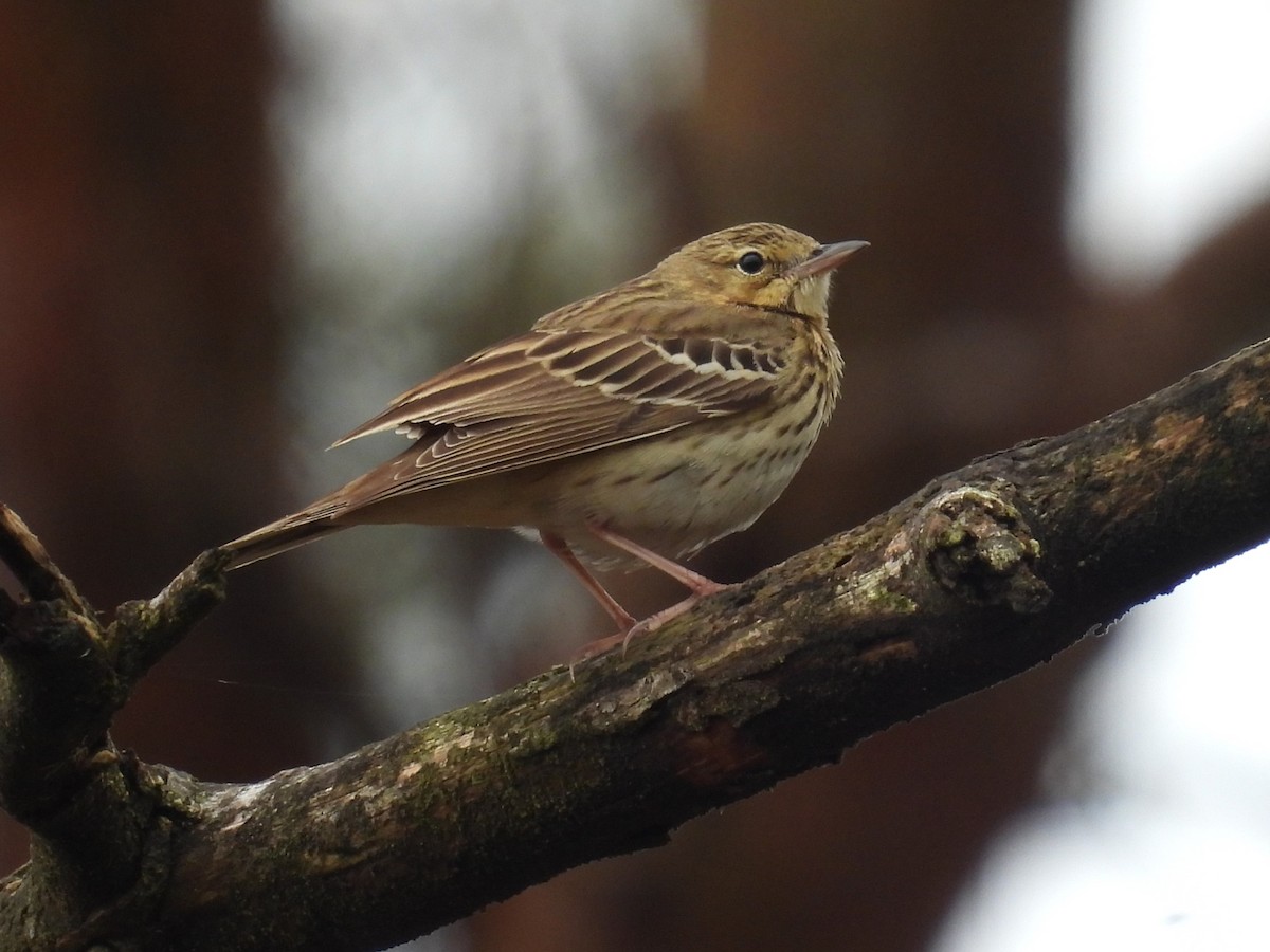 Tree Pipit - ML620647538