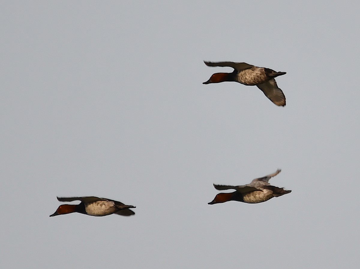 Common Pochard - Василий Калиниченко