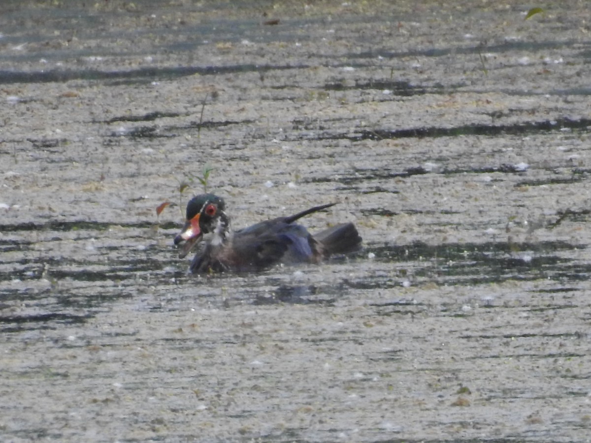 Wood Duck - ML620647540