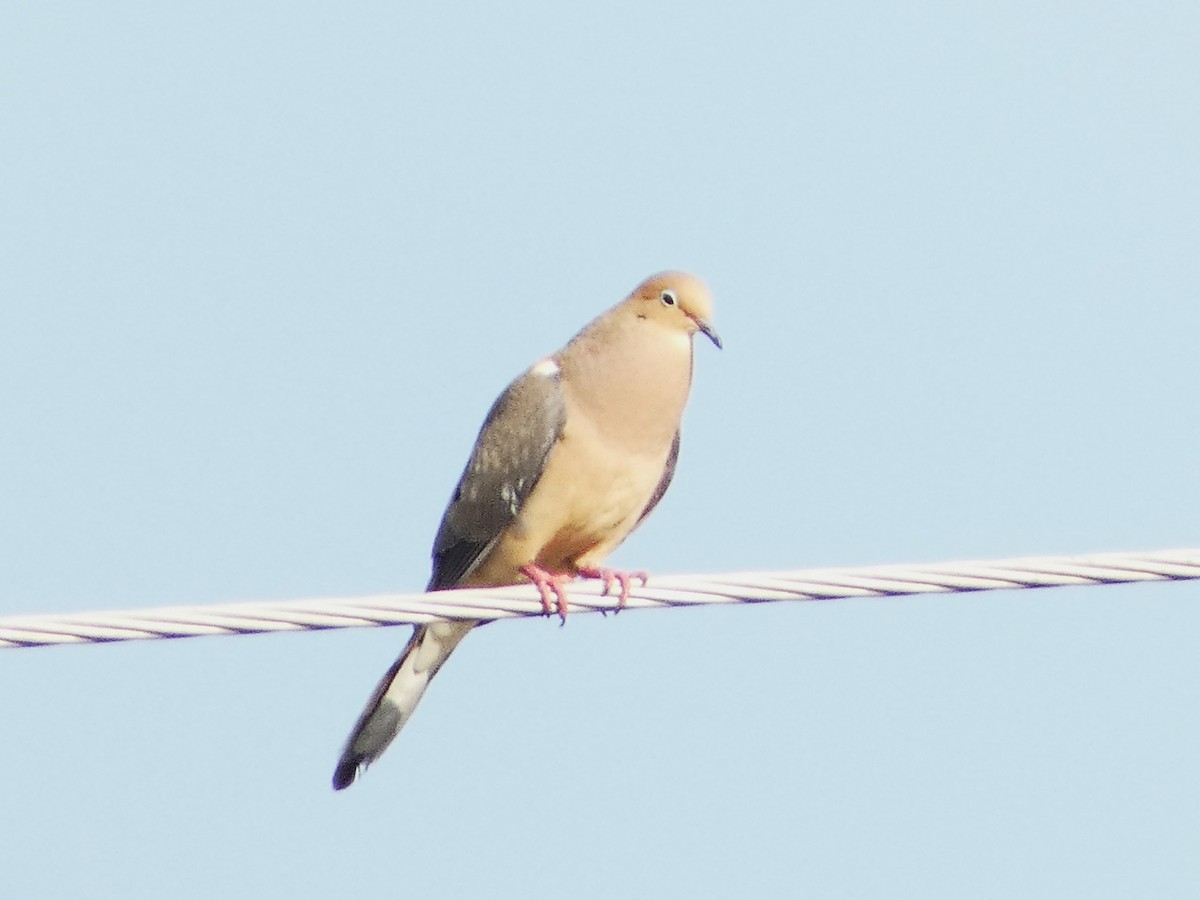 Mourning Dove - ML620647541