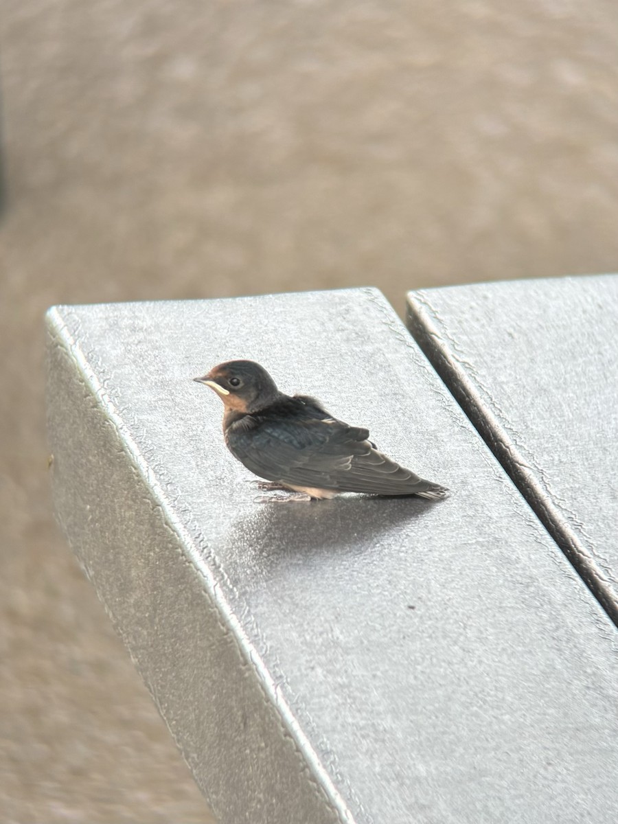 Barn Swallow - ML620647549