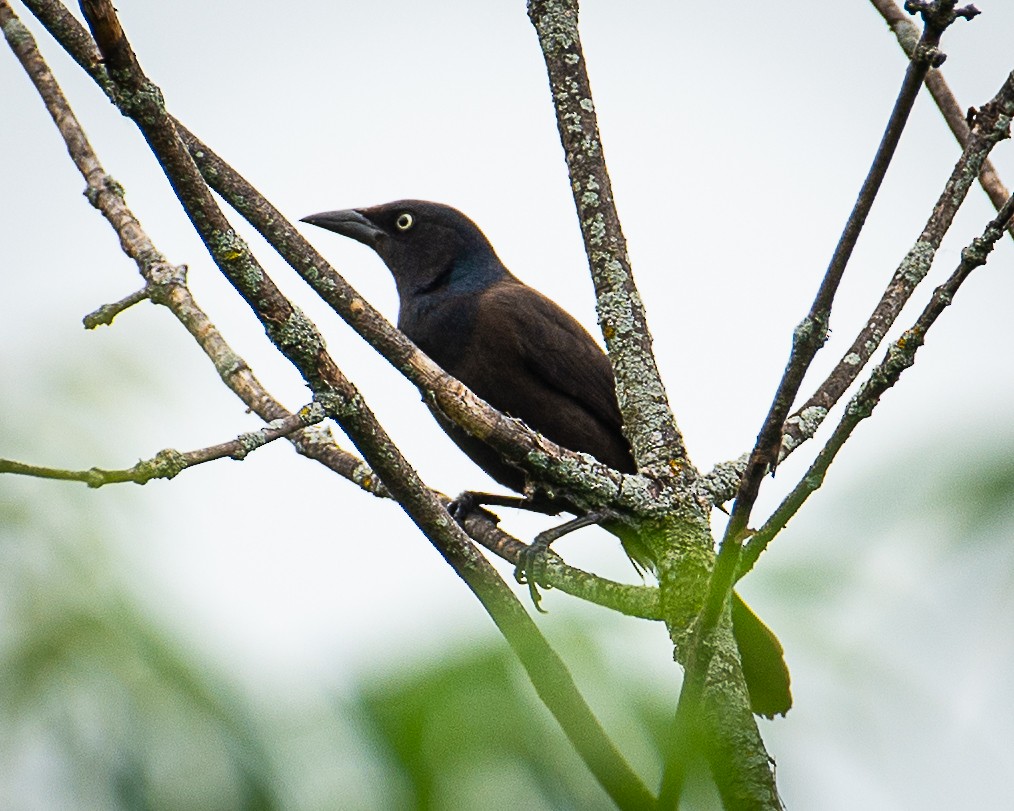 Common Grackle - ML620647552