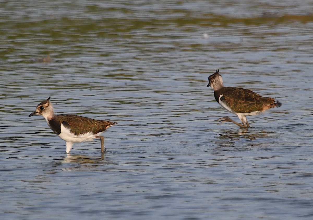 Northern Lapwing - Василий Калиниченко