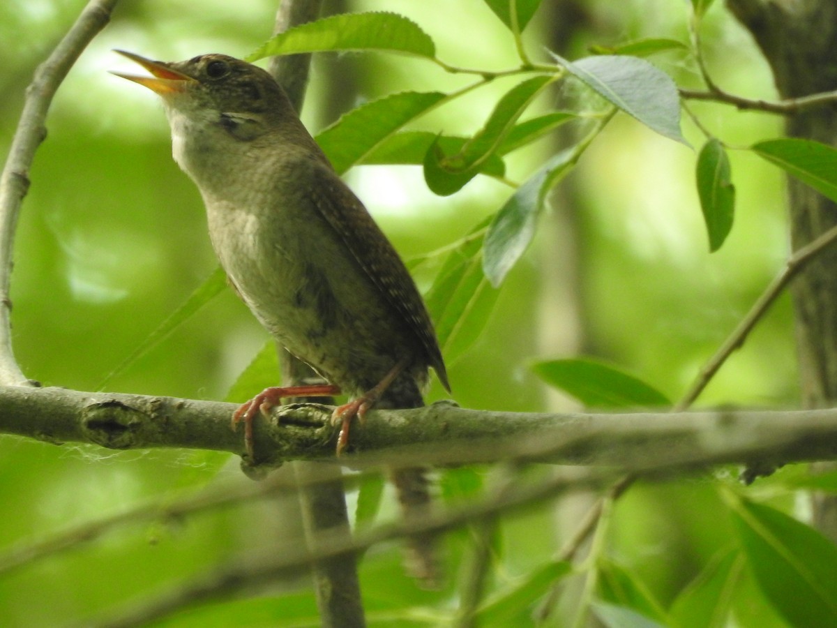 House Wren - ML620647556