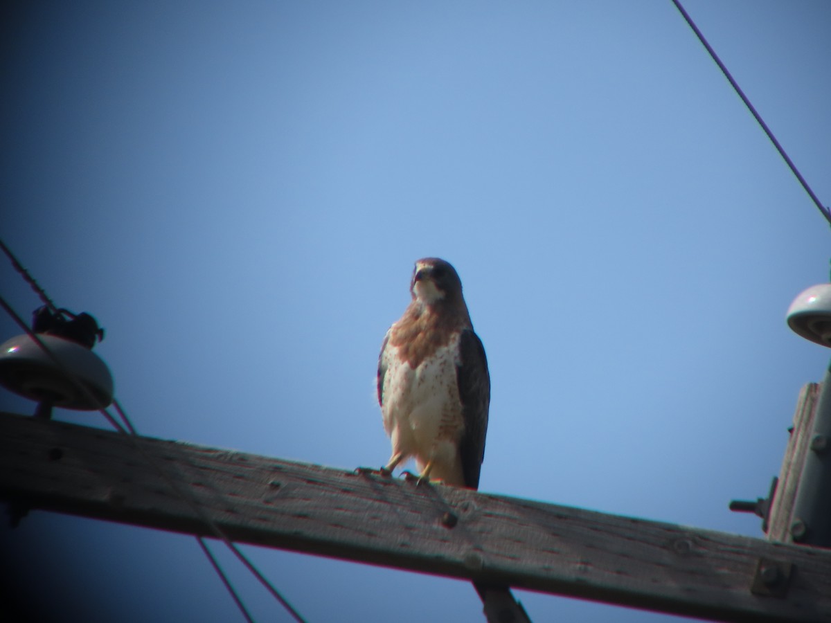 Swainson's Hawk - ML620647557