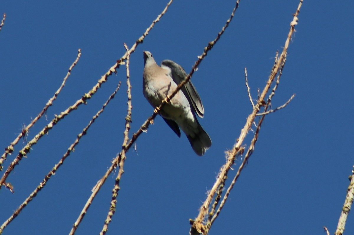 Band-tailed Pigeon - ML620647560