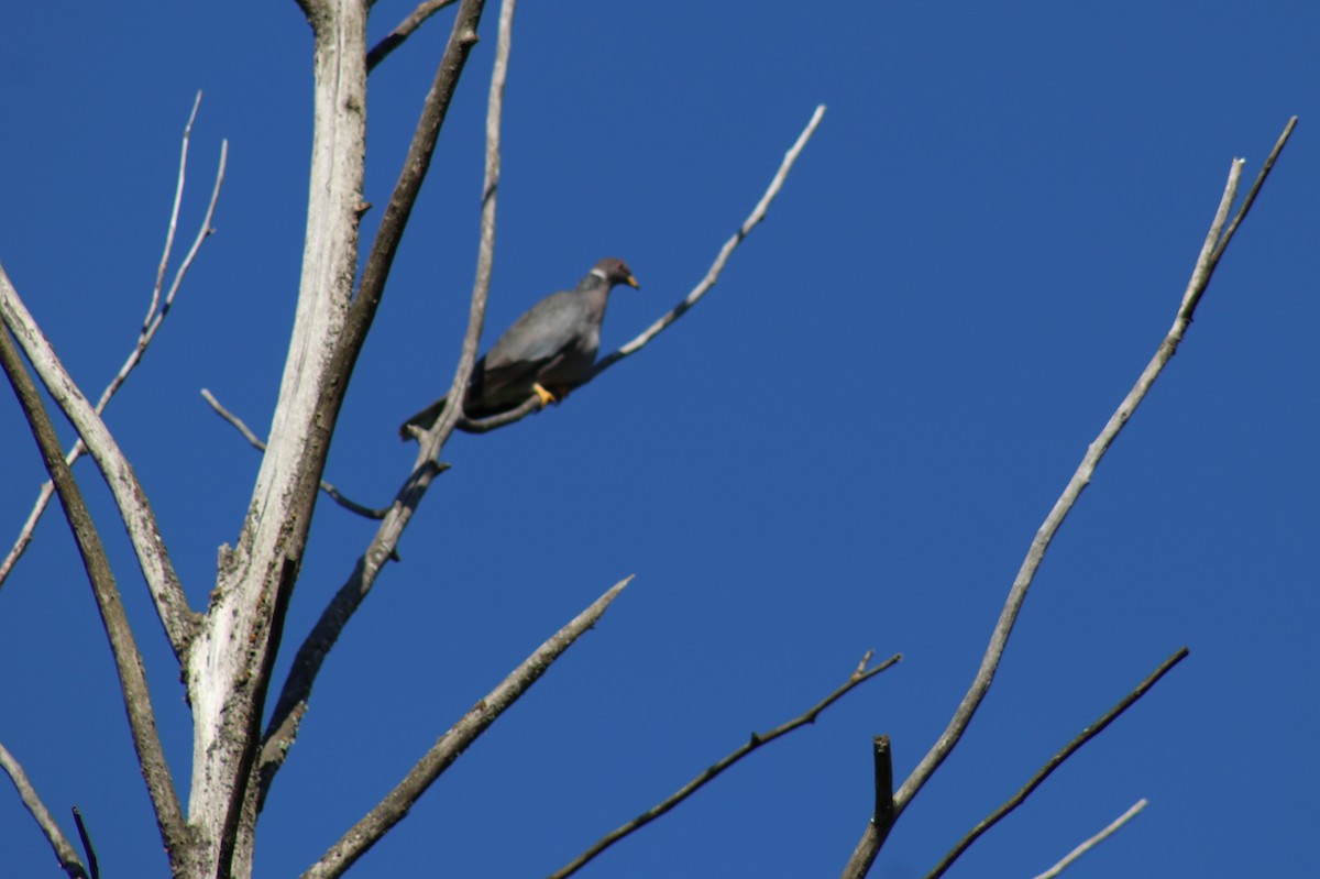 Band-tailed Pigeon - ML620647561