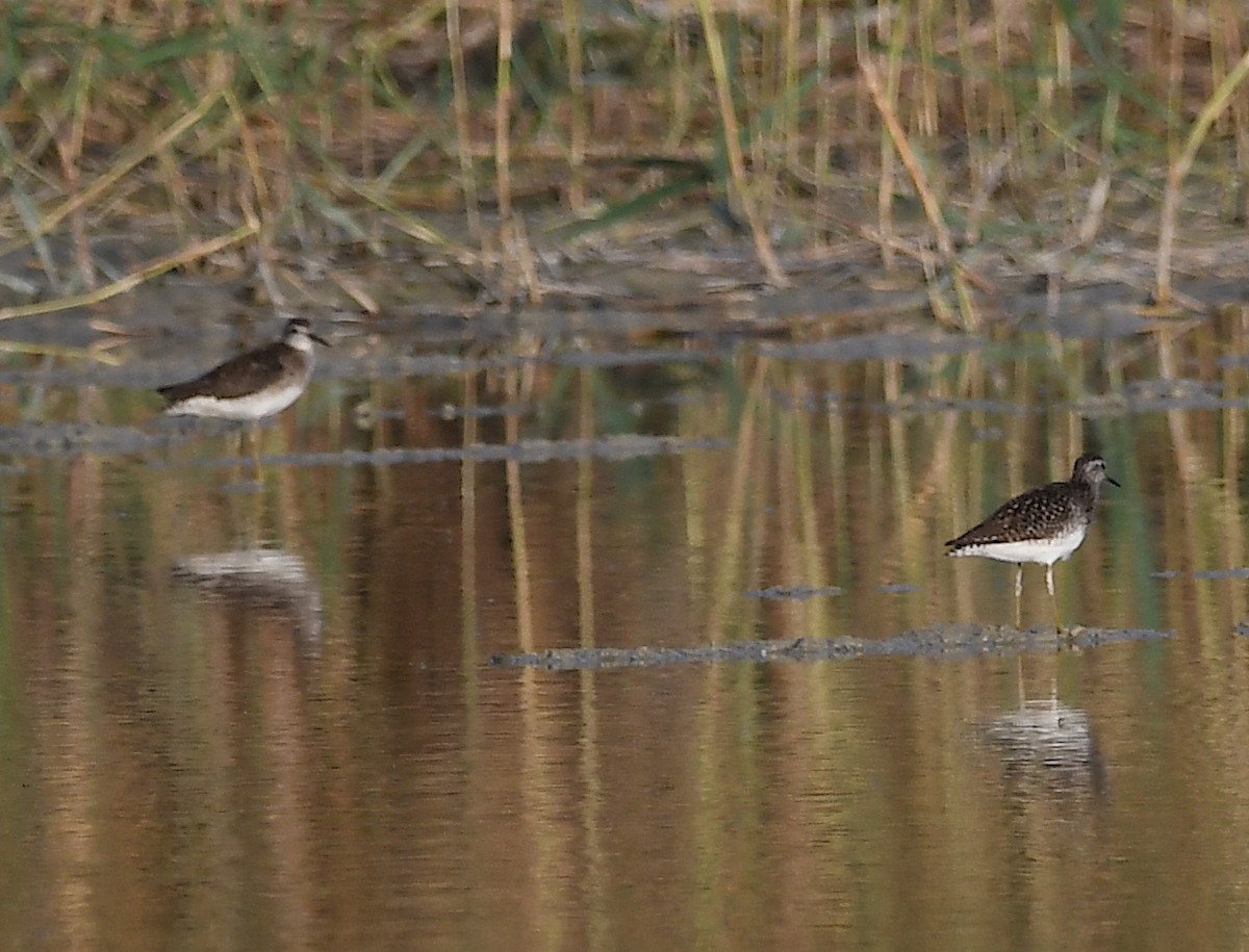 Wood Sandpiper - ML620647565