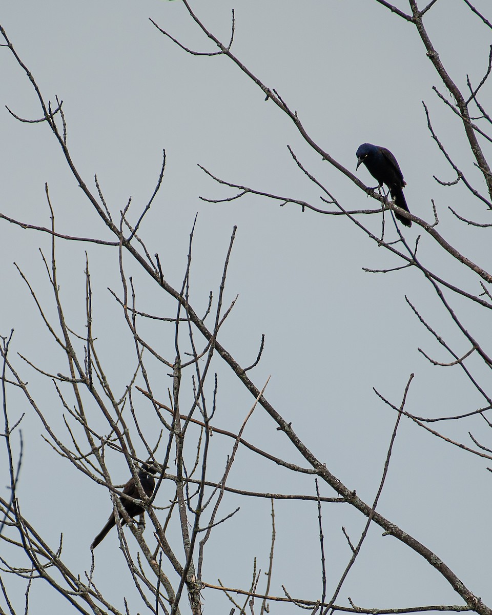 Common Grackle - Martin Tremblay