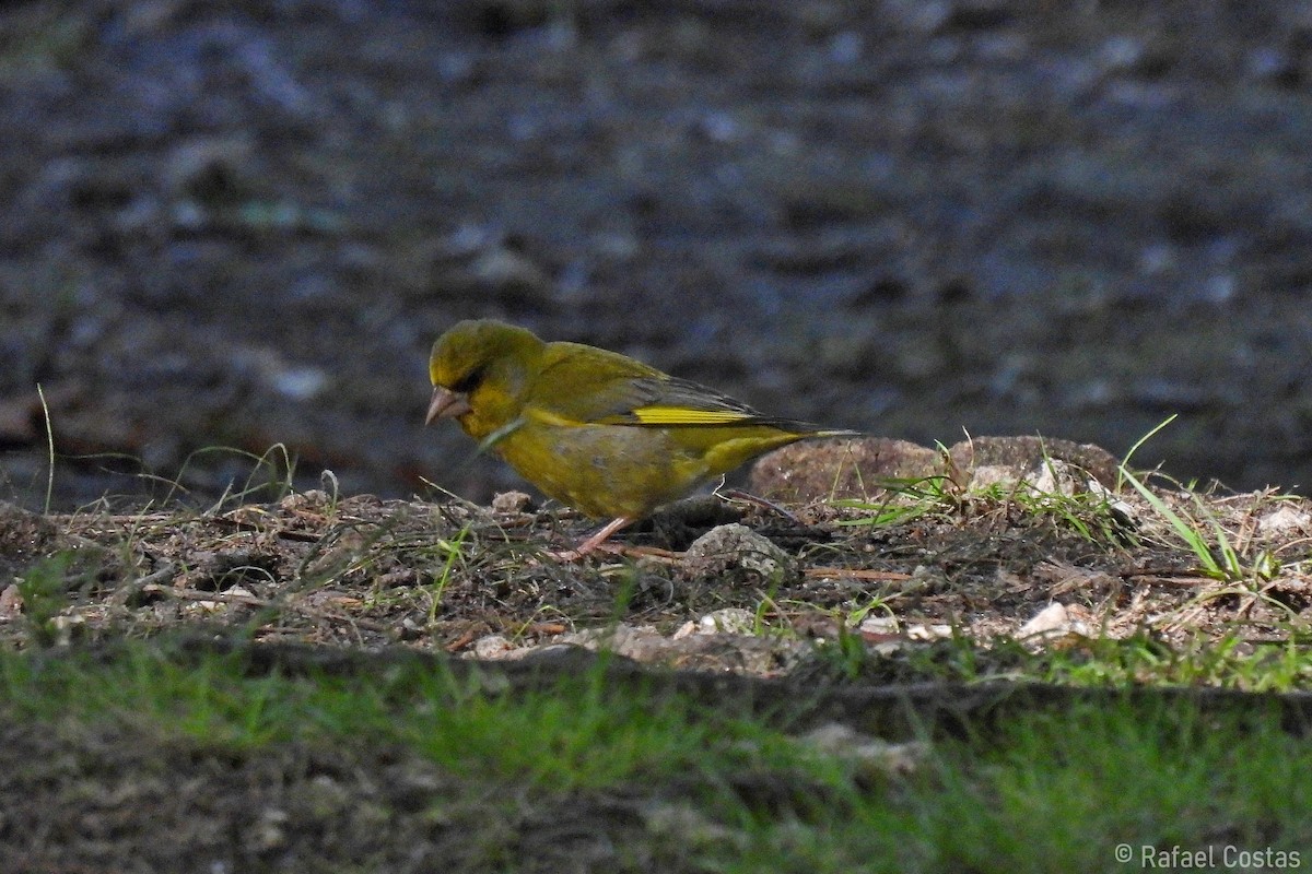 European Greenfinch - Rafael Costas