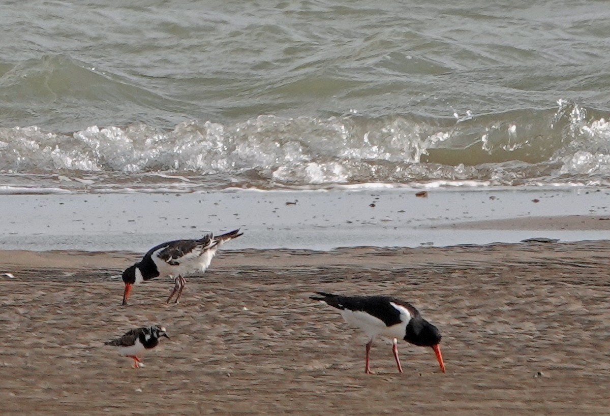 Eurasian Oystercatcher - ML620647571