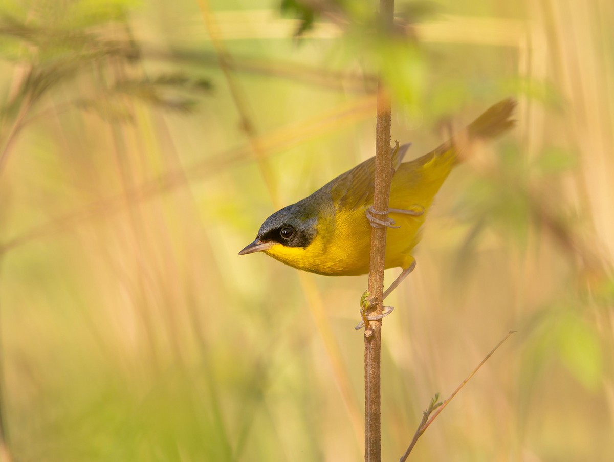 Southern Yellowthroat - ML620647573