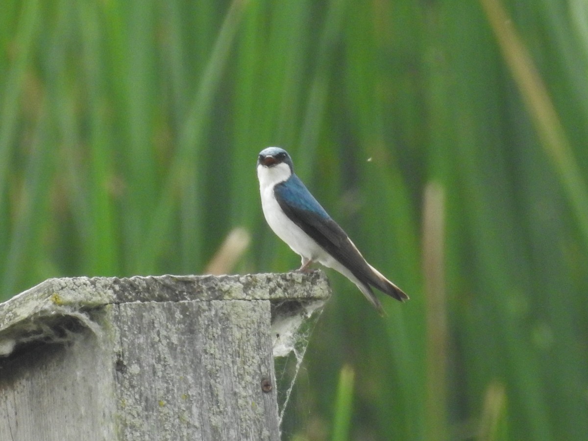 Tree Swallow - ML620647574