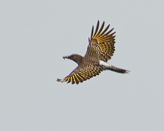 Northern Flicker - ML620647575