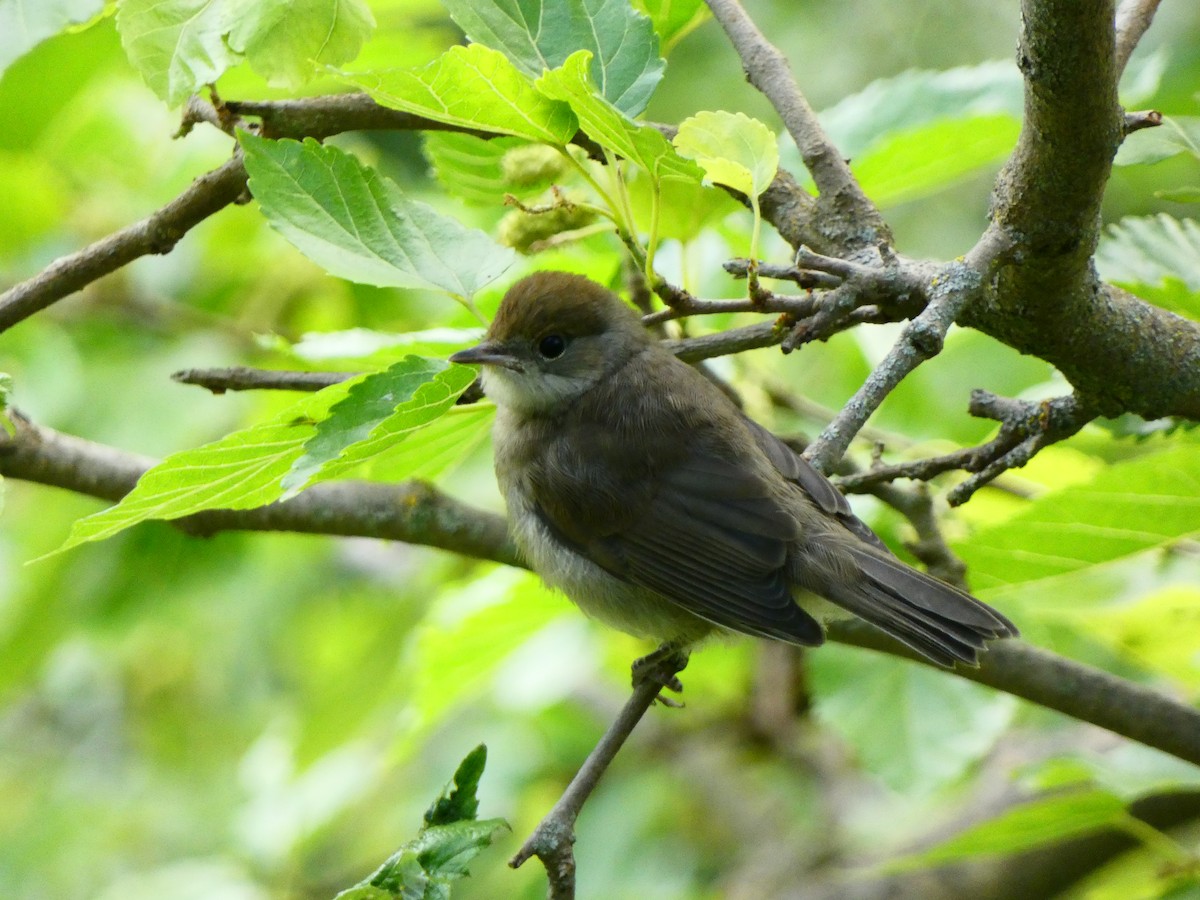 Eurasian Blackcap - ML620647589