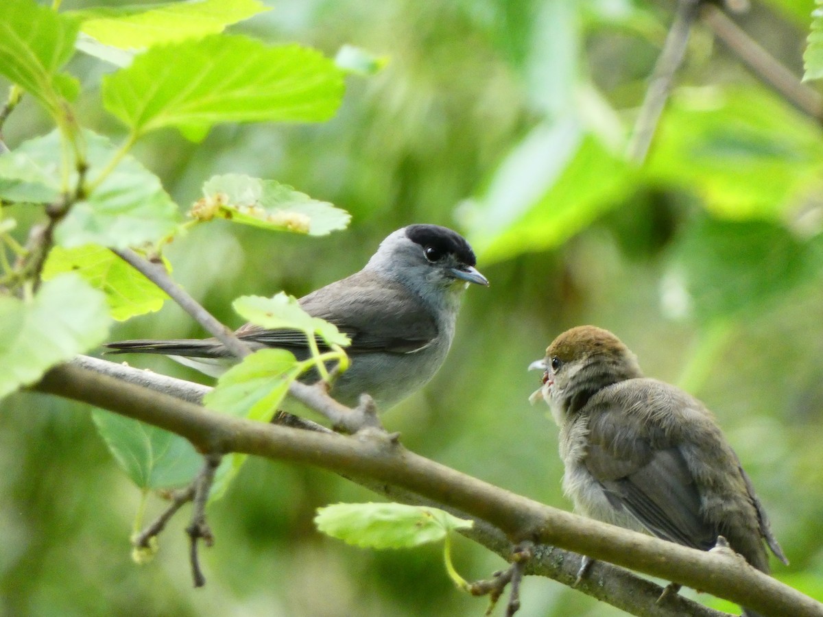 Eurasian Blackcap - ML620647590