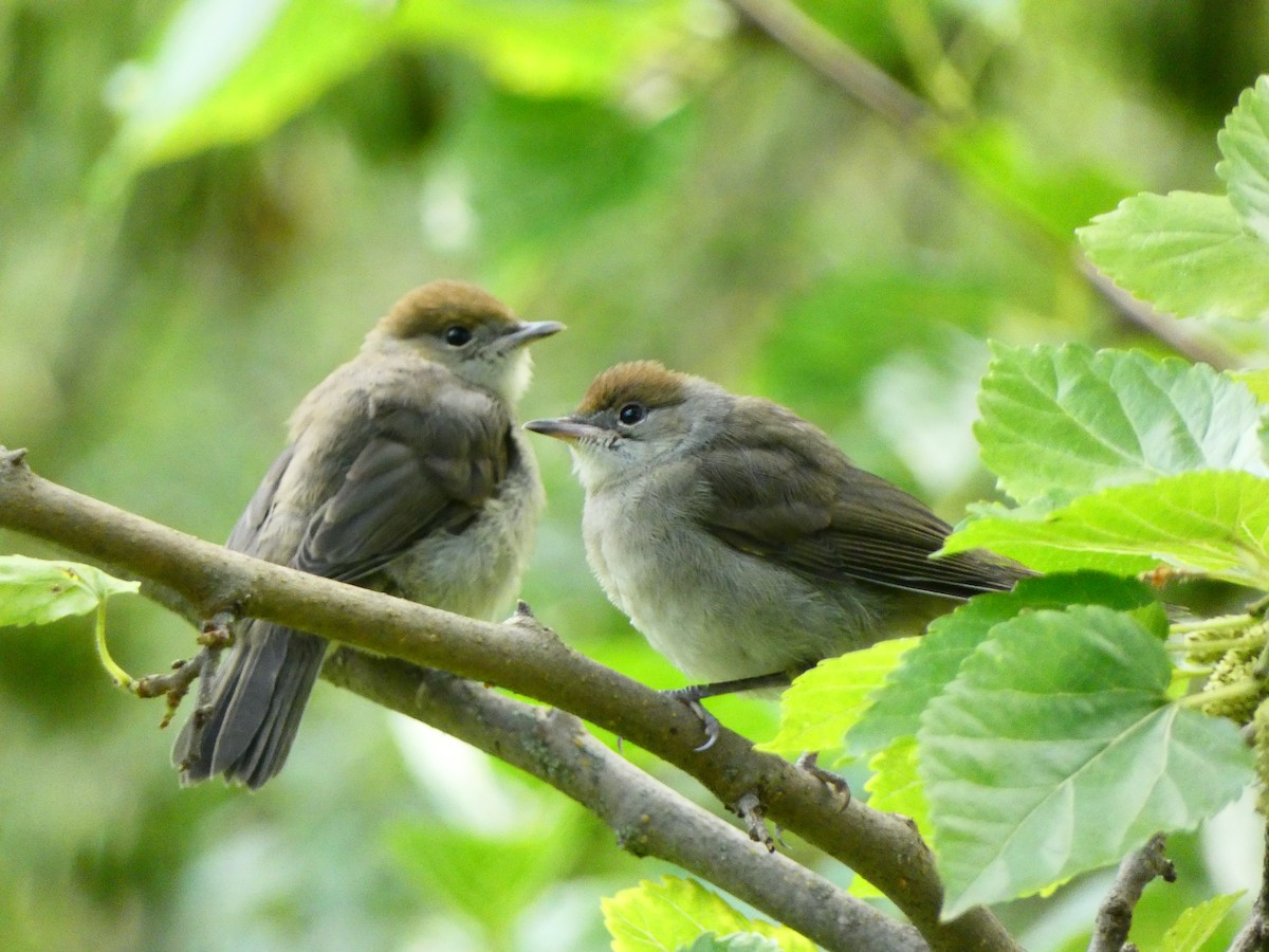 Eurasian Blackcap - ML620647591