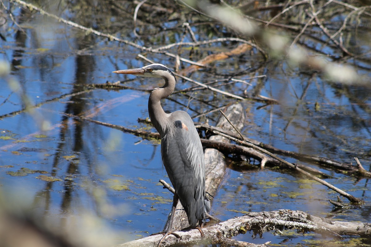 Great Blue Heron - ML620647594