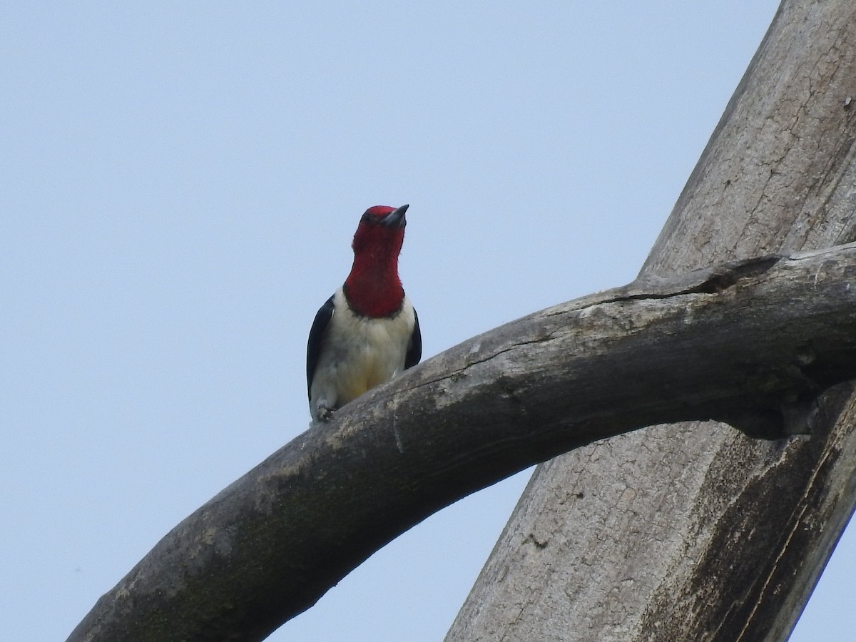 Red-headed Woodpecker - ML620647599