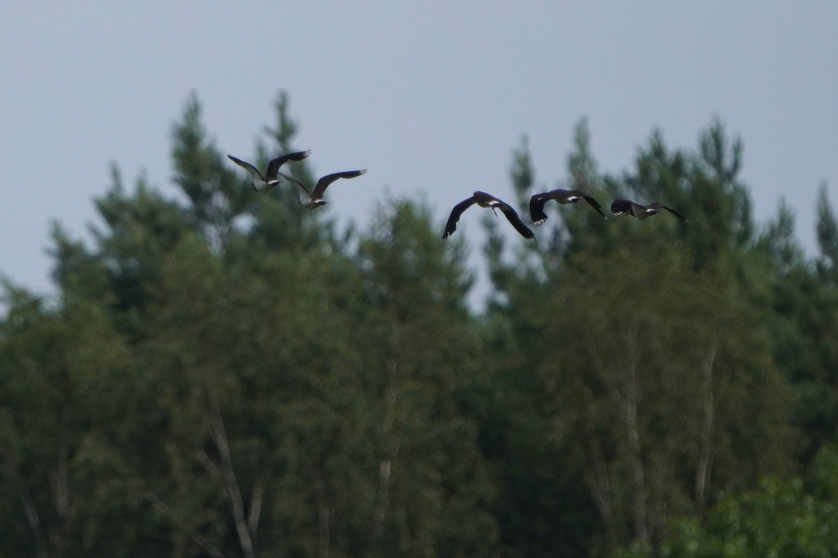 Northern Lapwing - ML620647601