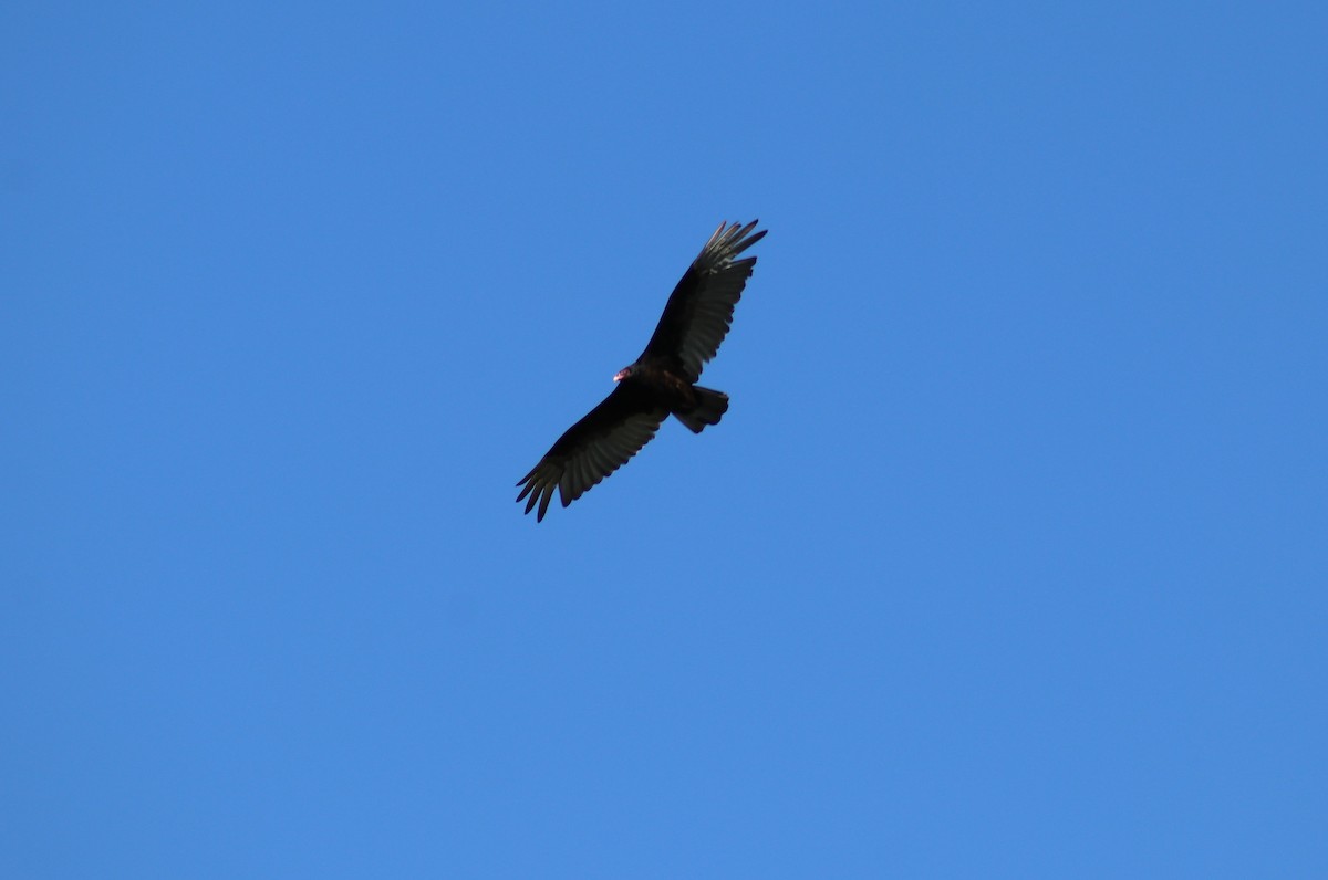 Turkey Vulture - Elaine Grose