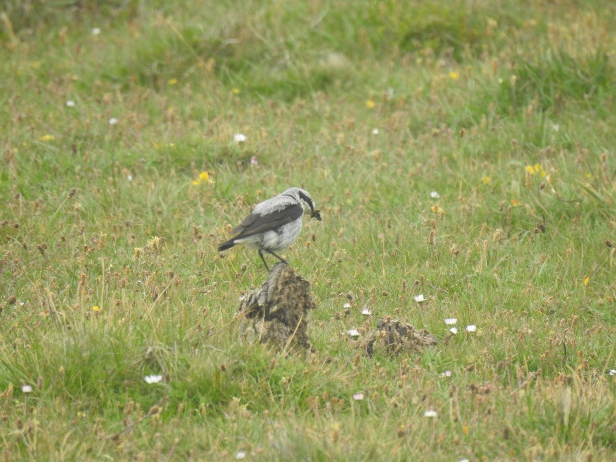 Northern Wheatear (Eurasian) - ML620647608