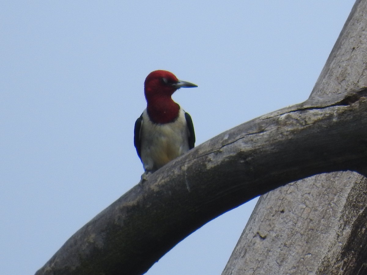 Pic à tête rouge - ML620647609