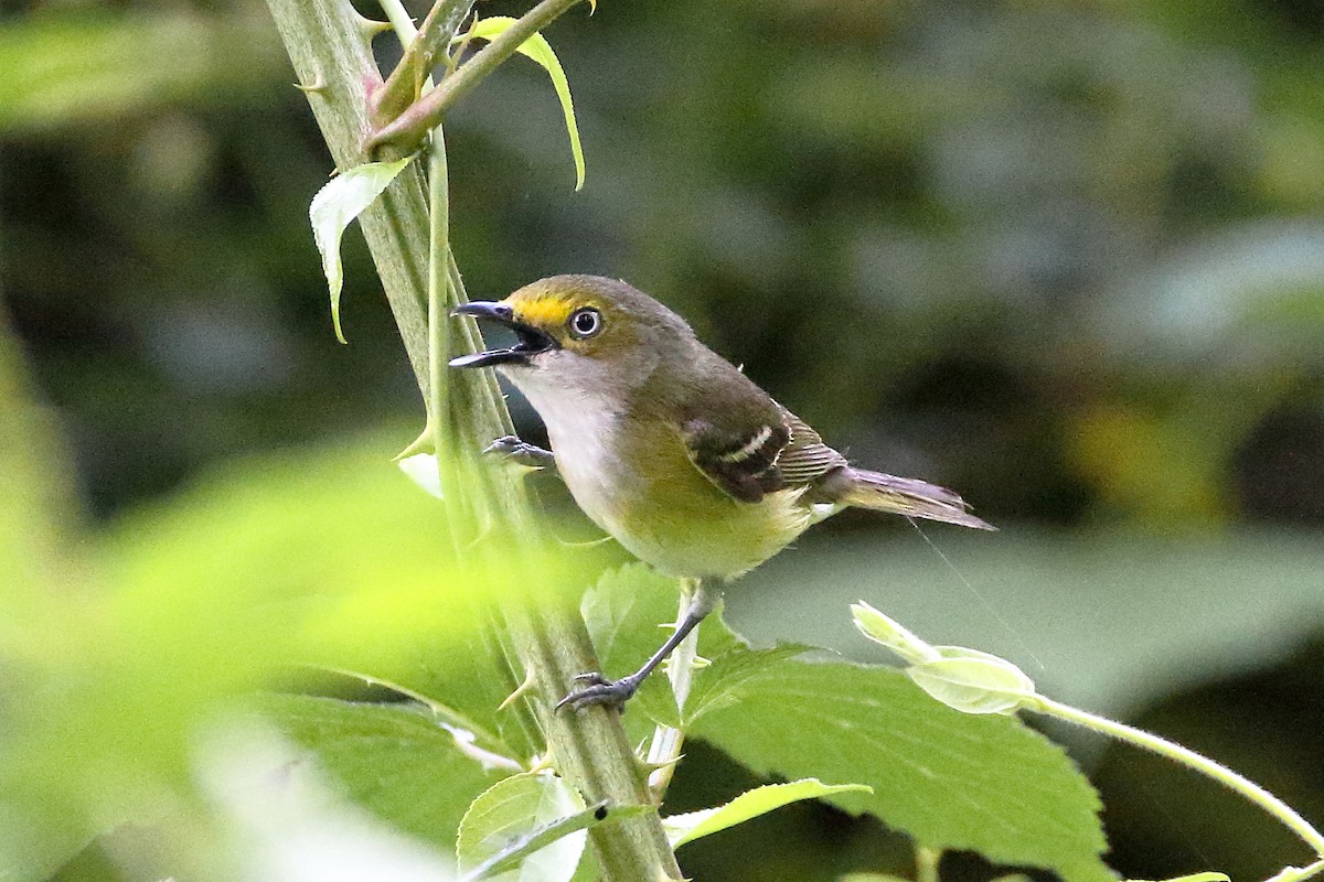 Ak Gözlü Vireo - ML620647611