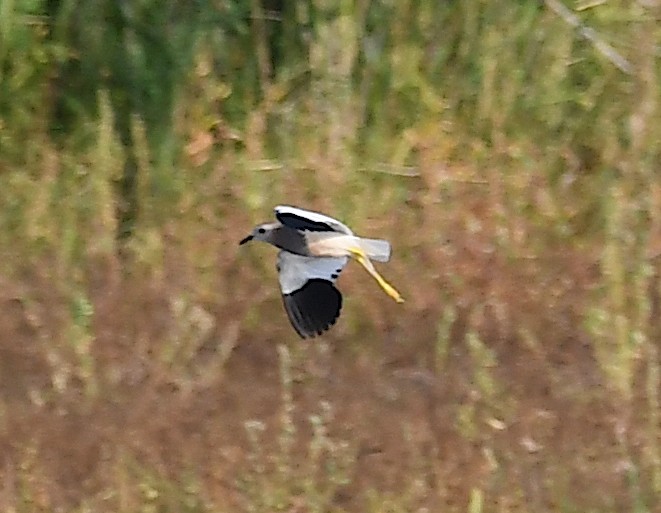 White-tailed Lapwing - ML620647614