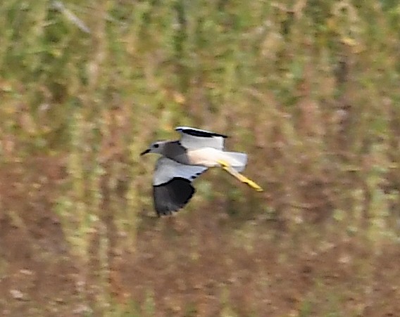 White-tailed Lapwing - ML620647616