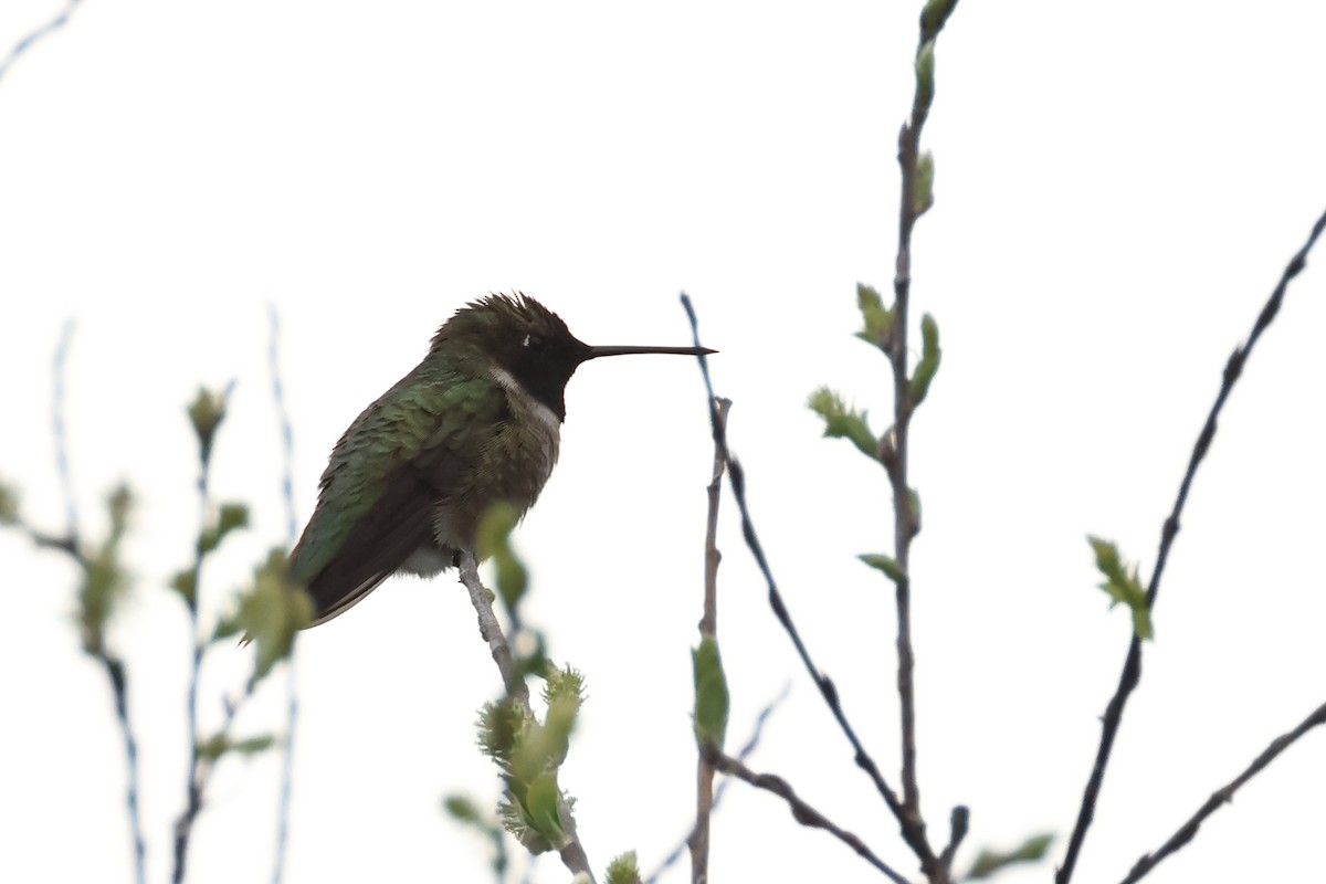 Colibrí Gorjinegro - ML620647617