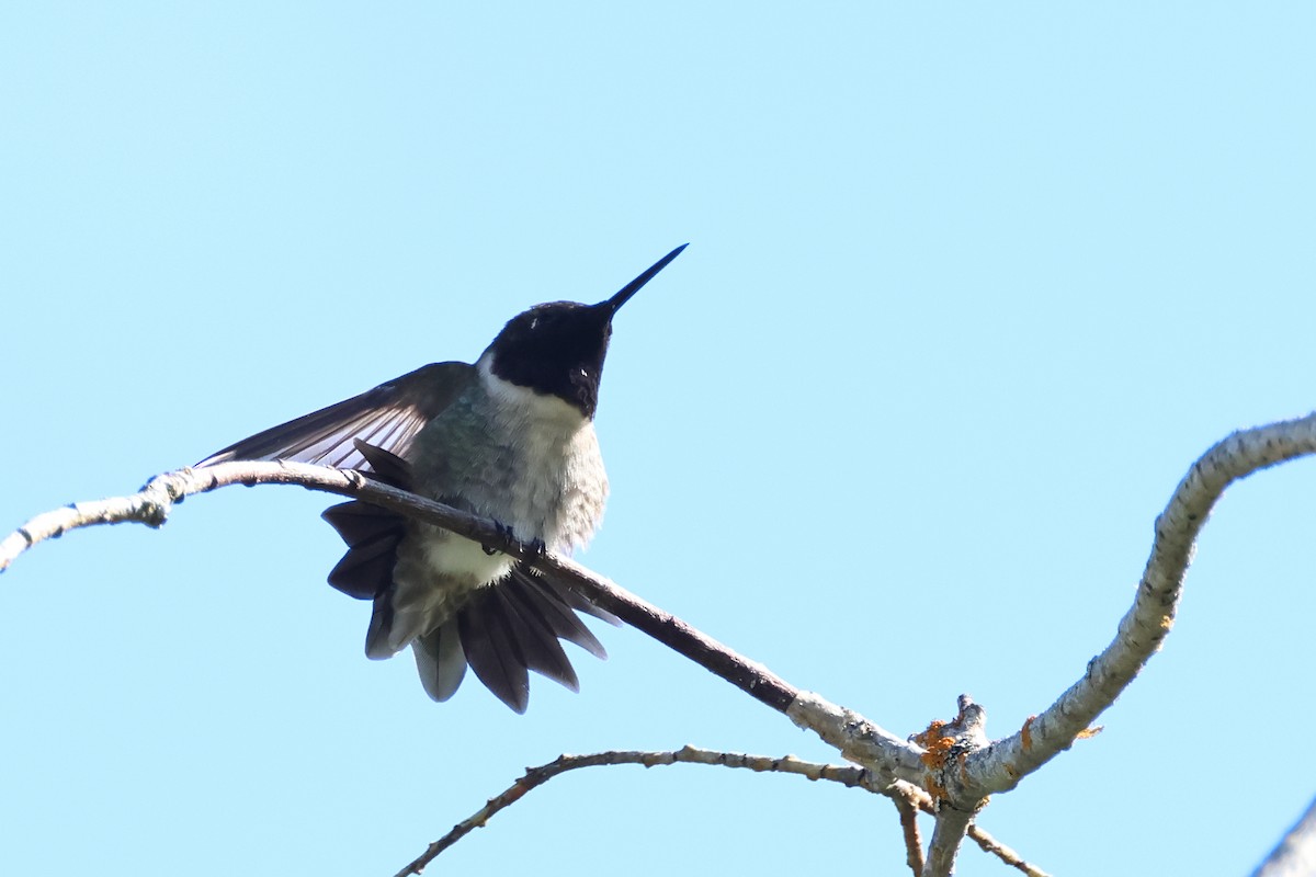 Black-chinned Hummingbird - ML620647618