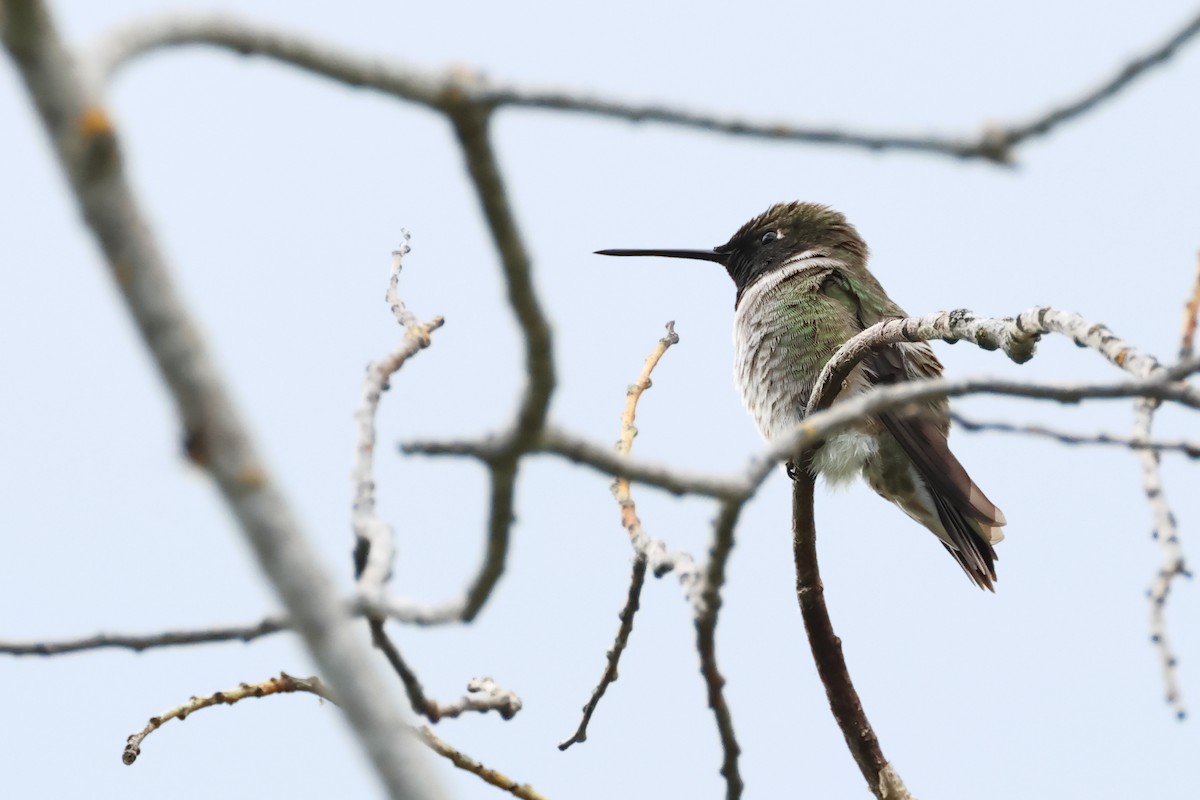 Black-chinned Hummingbird - ML620647619