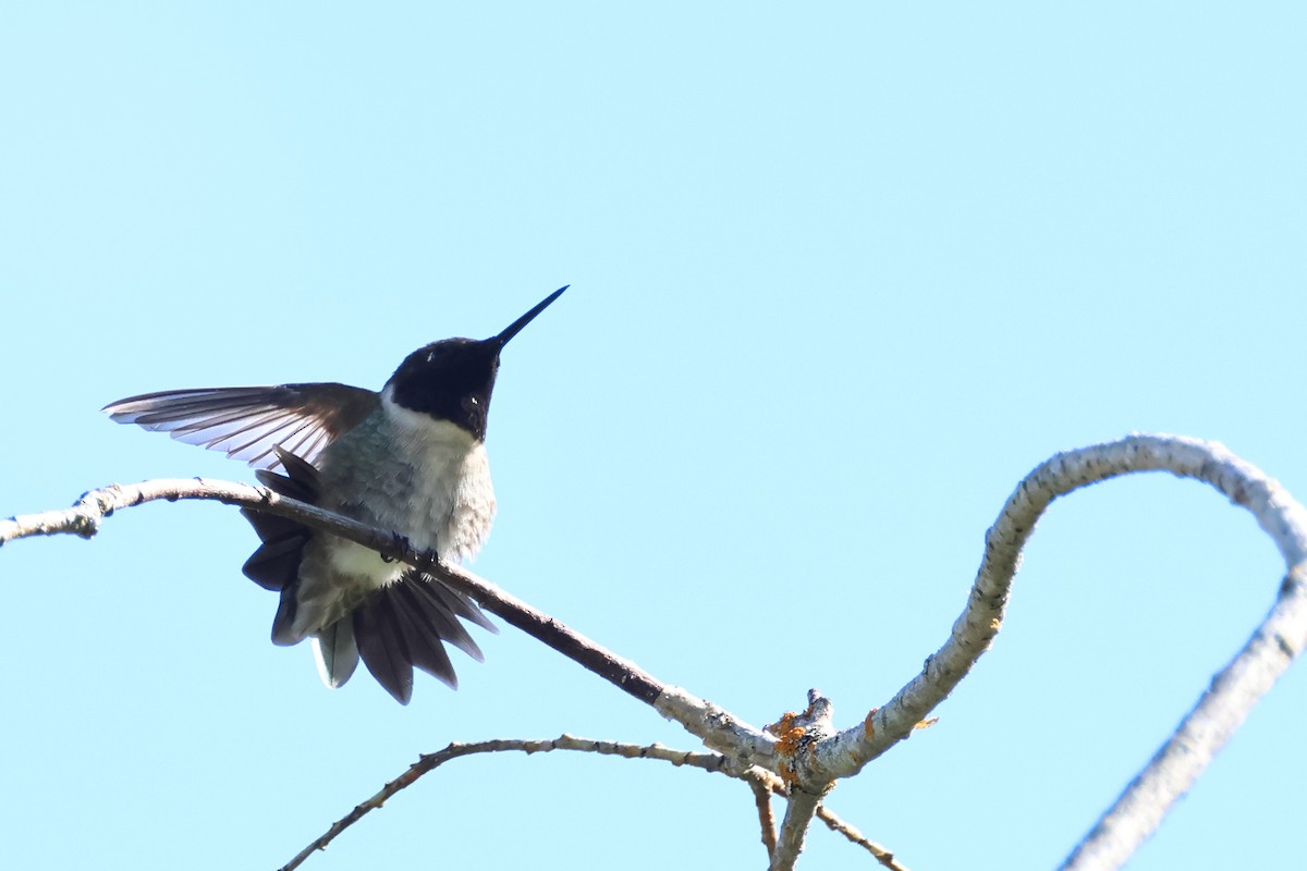 Black-chinned Hummingbird - ML620647620
